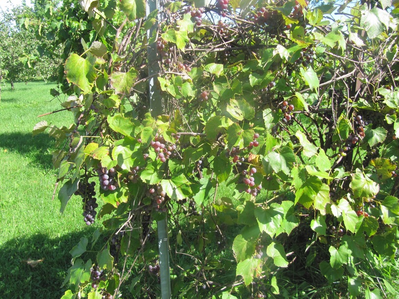 organic grapes