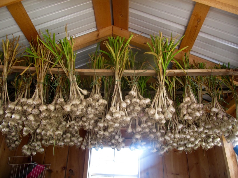 organic garlic ontario