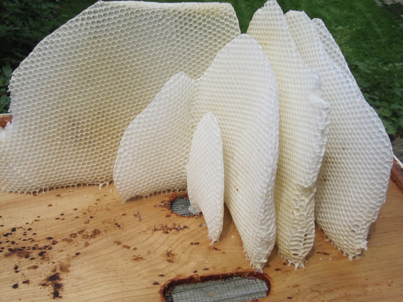 honey combs
