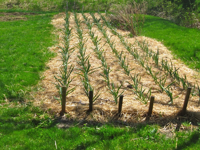 organic field crops