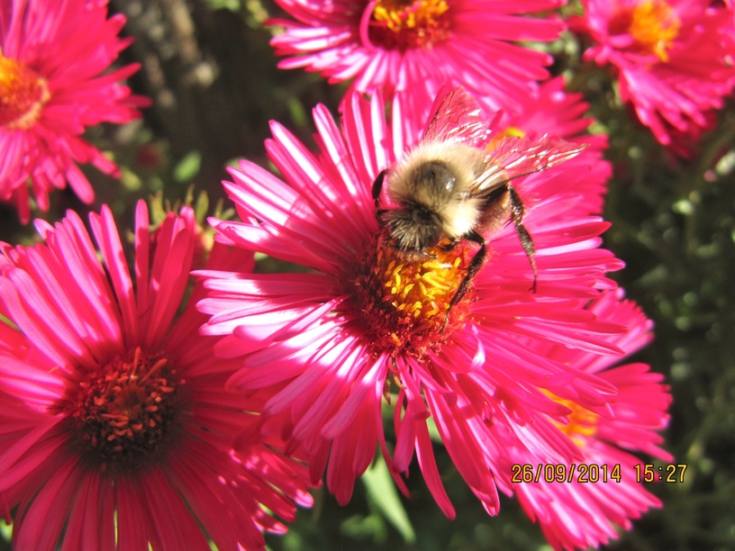honey farm