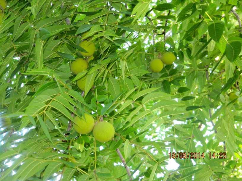 organic ontario fruit