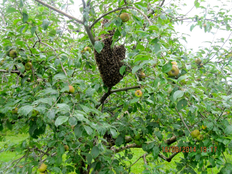 ontario honey bees