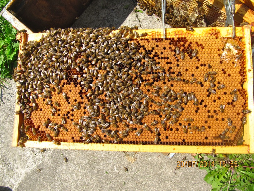 ontario honey