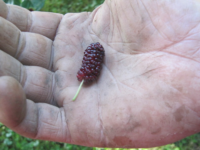 organic farmer